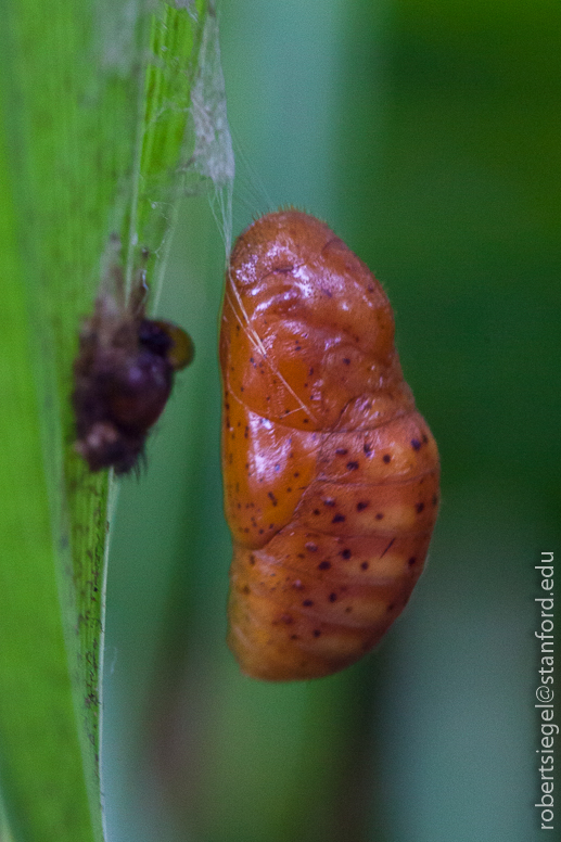 atala chyrsalis